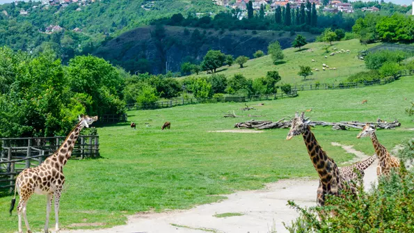 ZOO - Zoologická zahrada Praha - článek v průvodci na Praha na Dlani